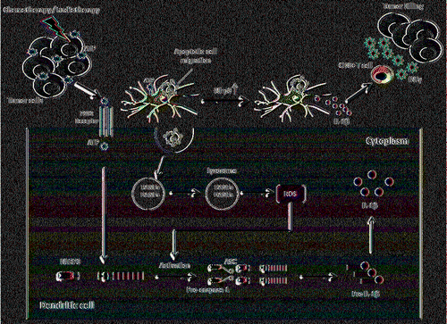 Figure 3. NLRP3-mediated antitumor responses. ATP and PRRs released from dying tumor cells consequent to cytotoxic therapies send the “find-me” signals to dendritic cells to facilitate the uptake of apoptotic tumor cells, and trigger the ROS production to activate NLRP3-mediated inflammasome pathways. The resultant activation of inflammasome results in the release of IL-1β, which may contribute to the tumor-specific CTL responses.