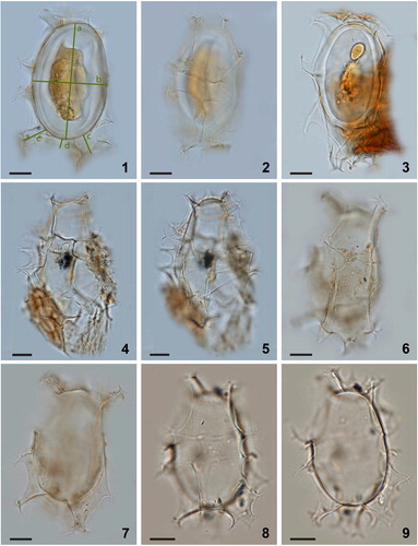 Plate 2. Bright-field photomicrographs of Spiniferites elongatus from off Newfoundland (1–2, 3, 4–5, 6–7) and the Alaskan Coast (8–9). The lines in figure 1 indicate how cyst morphometrics were measured. a = cyst length, b = cyst width, c = antapical process length, d = antapical membrane height. Scale bars = 10 μm.