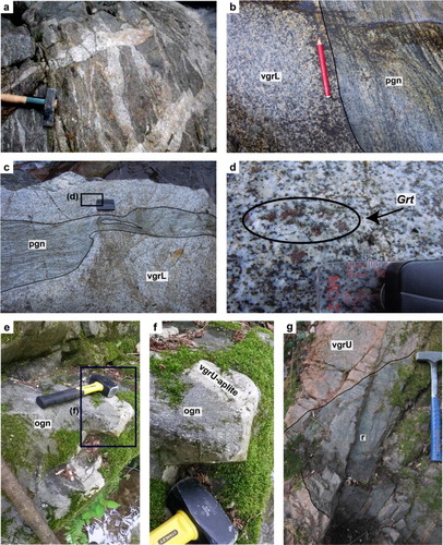 Figure 5. (a) Kinzigite formation paragneiss showing stromatic metatexite migmatite structure in proximity of the VMP floor contact. View of an horizontal outcrop surface approximately perpendicular to the steep foliation, which shows two discordant dikes of leucogranite on the center that exhibits petrographic continuity (with similar microstructure, mineralogy, and mode) with leucosome in foliationparallel stromata; (b) Floor of the VMP, migmatitic foliation in Kinzigite Formation paragneiss (pgn) is parallel to the weakly developed magmatic foliation in Lower Valle Mosso facies (vgrL); (c) Metric-sized Kinzigite septum (pgn) close to the floor of the pluton; (d) Presence of garnet in the Lower Valle Mosso granite, 10 cm away from the contact with a Kinzigite septum; (e–f) Aplitic dike that cut across the main schistosity of orthogneiss (ogn) from the Strona-Ceneri Zone; (g) Pink syenogranite of the Upper Valle Mosso facies (vgrU) intrudes rhyolites of the Sesia Caldera at the roof of the pluton.