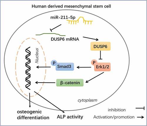 Figure 9. Schematic diagram of miR-211-5p in hMSC osteogenic differentiation.