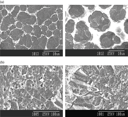 Figure 2 Microscopic structure of the endosperm tissue after solar drying: (a) Structure of the endosperm tissue that was not damaged; and (b) Structure of endosperm tissue that was damaged slightly.