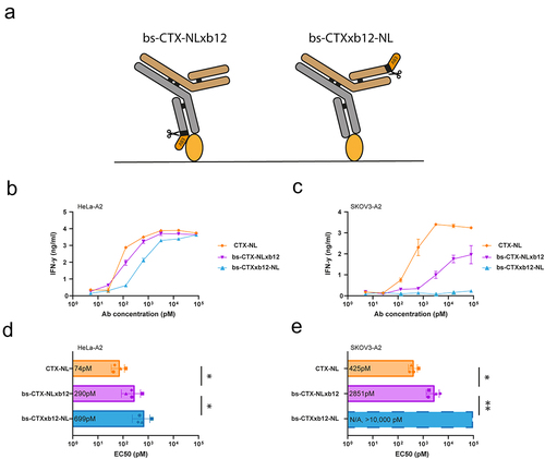 Figure 4. The distance between the cell surface and the protease cleavage site and epitope determines the efficiency. (a) Overview of the two bispecific antibodies generated with either an -NL epitope on the Fab-arm of CTX (bs-CTX-NLxb12) or b12 (bs-CTXxb12-NL). (b) HeLa-A2 or (c) SKOV3-A2 cells were exposed to titrated concentrations of CTX-NL, bs-CTX-NLxb12, or bs-CTXxb12-NL and cocultured with the BRLF1-specific T cells. T-cell activation was measured by determining the levels of IFN-γ secretion by the T cells within the supernatant after overnight coculture. Plotted values are the means of duplicates (SEM) and each graph shows a representative figure of more than three independently performed experiments. (d,e) From repeated coculture experiments the EC50 values were calculated. Plotted values are the means of duplicates (SEM) of four independent experiments. A paired one-way ANNOVA was performed to determine whether the differences between the AECs were significant. As no clear T-cell activation was observed on the SKOV3-A2 cell line when exposed to bs-CTXxb12-NL, the EC50 could not be calculated, and was estimated to be >10^5.