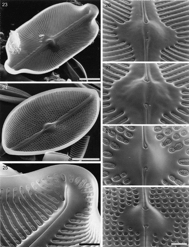 Figs 23–29. Internal valve structure of Petroneis species, acid cleaned material, SEM. Fig. 23. P. humerosa, whole valve interior. Fig. 24. P. marina, whole valve interior. Fig. 25. P. humerosa: internal structure of pole, where the raphe terminates in a helictoglossa. Figs 26–29. Internal views of the central area, showing hooked raphe endings and volate occlusions of the areolae in P. humerosa (Fig. 26), P. latissima (Fig. 27), P. monilifera (Fig. 28) and P. marina (Fig. 29). Scale bars represent 10 µm (Figs 23, 24) or 2 µm (Figs 25–29).