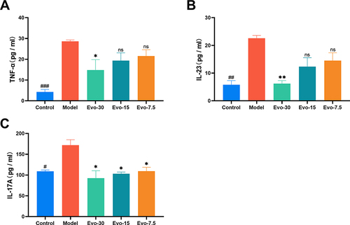 Figure 5 Effect of evodiamine on serum inflammatory cytokine levels in IMQ-induced psoriasis mice. (A-C) Serum Levels of TNF-α (A), IL-23 (B), and IL-17A (C) decreased following evodiamine administration in IMQ-Induced mice. ###p<0.001 indicates control group vs. model group. *p<0.05 and **p<0.01 indicates evodiamine groups vs. model group.