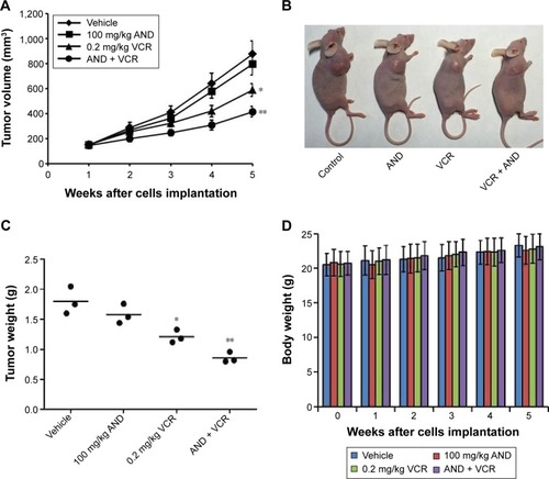 Figure 6 VCR plus AND significantly inhibited SK-NEP-1 xenograft tumor growth in vivo.