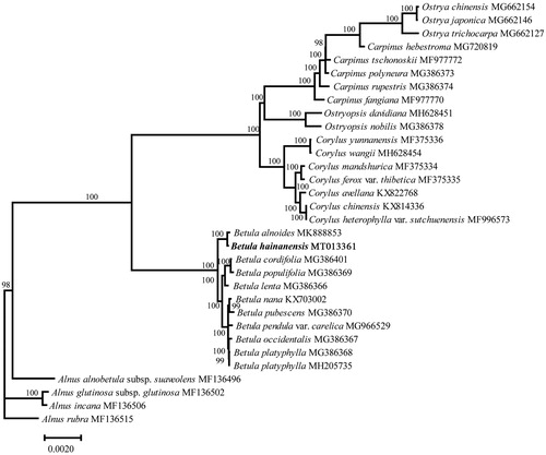 Figure 1. Phylogenetic tree based on chloroplast genomes using the ML method. Ultrafast bootstrap values are shown above the nodes, with 1000 bootstrap replicates. The chloroplast genome sequences of 31 individuals of 30 species except for Betula hainanensis were downloaded from the NCBI GenBank database (https://www.ncbi.nlm.nih.gov).