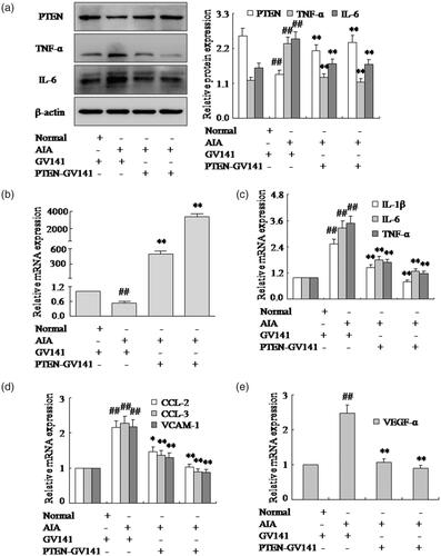 Figure 4. Over expression vector of PTEN expression with PTEN-GV141 inhibits pro-inflammatory cytokines and chemokines of FLSs. (a) The protein levels of PTEN, TNF-α and IL-6 were analyzed by Western blotting in FLSs with PTEN-GV141 in AIA. (b) The mRNA levels of PTEN were analyzed by q-PCR assays with PTEN-GV141. (c) The q-PCR assays analyzed IL-1β, IL-6 and TNF-α mRNA in FLSs with PTEN-GV141. (d) After FLSs were incubated with PTEN-GV141, the mRNA levels of CCL-2, CCL-3 and VCAM-1 were analyzed by q-PCR assays in AIA. (e) FLSs were treated with PTEN-GV141, the mRNA level of VEGF-α was analyzed by q-PCR assays in AIA. All values were expressed as mean ± SD. ##p < .01 vs. normal group. *p < .05, **p < .01 vs. AIA group.