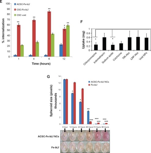 Figure 2 Stability and in vitro internalization efficacy of ceramic NCs.Notes: (A) The differential scanning calorimetry curve showed modification in the melting point and the enthalpy of melting of NCs. (B) Sodium dodecyl sulfate–polyacrylamide gel electrophoresis showed the stability of NC-encapsulated Fe-bLf at varying pH (2–8). (C) It was observed using dynamic light scattering that alginate layer was shed off from ACSC-Fe-bLf NCs at alkaline pH to expose the CSC-Fe-bLf NCs. (D) Confocal microscopy confirmed successful internalization of rhodamine-labeled NCs in 1 hour, which was found to increase with time. (E) Flow cytometric analysis shows an increase in the internalization of rhodamine-loaded CSC-Fe-bLf NCs compared to void CSC NCs. (F) NCs enter the cells mainly via clathrin-mediated endocytosis and energy-mediated pathways. (G) 3.3 mg/mL of Fe-bLf loaded in NCs induced a 130-fold reduction in the size of multicellular tumor spheroids at 72 hours and 96 hours. Data represent mean ± standard error of the mean. Experiments were repeated three times independently with similar results. *P<0.05; **P<0.005; ***P≤0.0005.Abbreviations: ACSC, alginate-enclosed chitosan-coated calcium phosphate; CSC, chitosan-coated calcium phosphate; DAPI, 4′,6-diamidino-2-phenylindole; Fe-bLf, iron-saturated bovine lactoferrin; LRP, low-density lipoprotein receptor; m/w, molecular weight; NCs, nanocapsules/nanocarriers; TfR, transferrin receptor.
