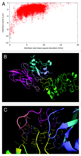 Figure 6. Structural model of nimotuzumab/EGFR complex. (A) Energy landscape of the perturbation analysis from which the best docking model (solution indicated by the dotted line circle) was obtained. (B) Cartoon representation of the structure of the nimotuzumab/EGFR complex according to the selected model. Nimotuzumab heavy and light chains, and erEGFR are colored cyan, magenta and green, respectively. The structural epitope is in yellow while complementarity determining regions from heavy and light chains are represented in blue and red respectively. (C) Interaction interface. Side chains of residues in the interface are shown as lines and hydrogen bonds are shown as discontinuous yellow lines. Residues and chains are colored as in (B).