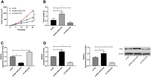 Figure 7 Effects of LINC01278 regulation on OS growth. (A) In vivo experiments confirmed the effects of LINC01278 regulation on OS tumor volume. (B) In vivo experiments confirmed the effects of LINC01278 regulation on OS tumor mass. (C) RT-qPCR detected the relative expression of miR-134-5p in nude mice tumor tissues. (D) RT-qPCR and WB detected the relative expression of KRAS mRNA and protein in tumor tissues of nude mice.