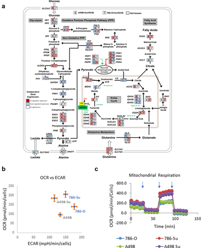 Figure 2. Metabolic characterization of sunitinib-resistant ccRCC cell lines. (a) mapping of the transcriptional regulation of selected metabolic enzymes following development of sunitinib resistance in 786-O and A498; (b) basal oxygen consumption rates (OCR) and extra-cellular acidification rates (ECAR) of 786-O, A498, 786-su and A498-Su; (c) OCR following mitochondrial stress injection of oligomycin, FCCP, and Rotenone/Antimycin). Refer to supplemental Figure 1 for data regarding spare capacity and ATP production.