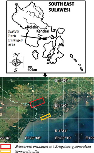 Figure 1. Study sites of mangrove fruits sampling (mangrove interior: red rectangle; mangrove edge: yellow rectangle) at Rawa Aopa Watumohai National Park, Southeast Sulawesi Sites.