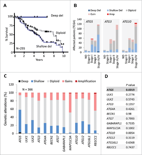 Figure 4. Prognostic value of shallow ATG5 deletions in melanoma not shared by other core autophagy genes. (A) Kaplan Meier curves for overall survival for melanoma patients with diploid, partial losses (shallow deletions) or deep deletions of the ATG5 locus (N = 255). Log-rank p value for shallow deletion vs diploid ATG5 content p = 0.0152. (B) Comparative distribution of TCGA melanoma patients at different stages of tumor progression (stage 0 to stage IV) as function of the genomic status of the ATG5, ATG3 or ATG10 loci (N = 255 melanomas). The corresponding genetic alterations are color coded as indicated. ND: cases with no defined staging classification. (C) Graphical representation of the distribution of genomic changes in the indicated autophagy genes in the TCGA melanomas. (D) Overall survival (log-rank p value) of patients with genetic changes and/or deregulated mRNA expression with respect to cases with diploid status of the indicated autophagy genes.