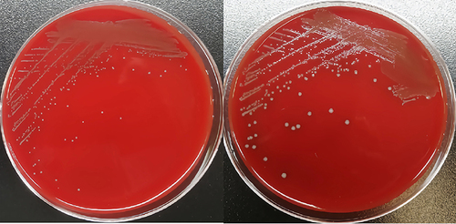 Figure 2 Colonies of Weissella confusa on a sheep blood agar plate grown at 35°C with 7% CO2 after 24hr (left) and 48hr (right) of incubation.