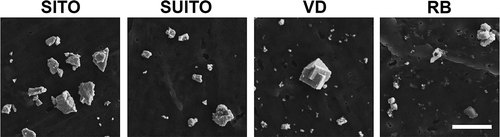 FIGURE 2. Field emission scanning electron microscopy (FE-SEM) images of the collected indium compounds. Images were acquired at 10,000× magnification using a 5-kV accelerating voltage. Scale bar, 2 μm. Images of the starting materials are not included due to potential trade secret information. SITO, sintered ITO; SUITO, sintered/unsintered ITO; VD, ventilation dust; RB, reclaim by-product.