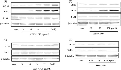 Figure 5. Antioxidant gene expression (HO-1, GCLM, TrxR1 and GCLC) at the protein level regulated by EECP, EEEP and EEBGP. RAW264.7 cells treated with EECP, EEEP and EEBGP at the indicated concentrations (A, C) and lengths of time (B, D). The data of antioxidant genes expression effects of EECP were not shown. All the genes expressed at protein level were detected by western blot and β-tubulin was used as an internal reference.