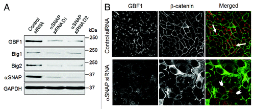 Figure 7. Loss of αSNAP decreases expression of Brefeldin-sensitive guanine nucleotide exchange factors. (A) Expression of Brefeldin-sensitive exchange factors GBF1, BIG1 and BIG2 was examined in control and αSNAP-depleted SK-CO15 cells 48 h after siRNA transfection. (B) Effect of αSNAP knockdown on localization of GBF1 (red) in SK-CO15 cells was analyzed by immunofluorescence labeling and confocal microscopy. Scale bar, 20 µm.