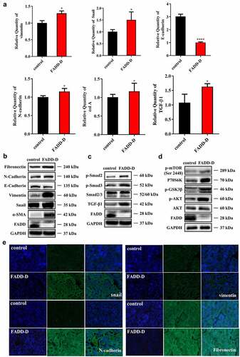Figure 6. FADD phosphorylation accelerated EMT process by activating mTOR and TGF-β/Smad pathway. A, the mRNA levels of Vimentin, Snail, E-cadherin, N-cadherin, col a and TGF-β1. B, the protein expression levels of EMT markers (Fibronectin, N-cadherin, E-cadherin, Vimentin, Snail and ɑ-SMA). C, the expression levels of proteins (p-Smad2, p-Smad3, Smad2/3 and TGF-β1) involved in TGF-β/Smad signaling pathway. (Notice: The experiment in Fig. 6B was performed in the same experiment with Fig. 6C.) D, the expression levels of proteins (p-mTOR, P70S6K, p-GSK3β, p-AKT and AKT) involved in mTOR signaling pathway. E, the positive expression of Snail, N-cadherin, Vimentin, and Fibronectin were shown by immunofluorescence experiments. Scale bar 20 μm. Data are presented as mean ± SEM, *p <0.05 compared with respective control.