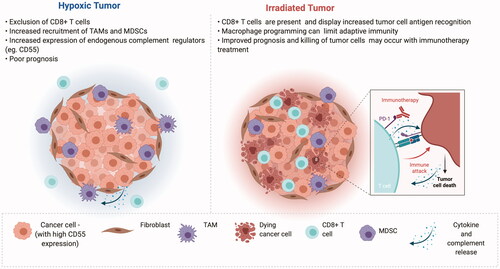 Figure 2. (Left) Hypoxia within the tumor microenvironment (TME) contributes to immunosuppression and is associated with poor prognosis. Features of the hypoxic tumor contributing to immunosuppression include increased recruitment of myeloid-derived suppressor cells (MDSCs) and tumor associated macrophages (TAMs) with anti-inflammatory, pro-tumorigenic, and pro-angiogenic phenotypes. High expression of endogenous negative complement regulator CD55 in hypoxic tumor cells, may contribute to reduced complement-mediated attack in the TME. (Right) Radiation can potentiate immune recognition and tumor clearance and may therefore potentiate anti-tumor immune responses and immune checkpoint inhibitor treatment (as shown in the inset). However, it is important to bear in mind that radiation (and the hypoxic microenvironment of irradiated tumors) can pose barriers to effective anti-tumor immunity, through for example, macrophage programming or increased PD-L1 expression. Processes associated with regulation of immune responses within the TME are represented in the key at the bottom of the figure. Created with BioRender.com. Adapted from “Cold vs Hot Tumors”, by BioRender.com (2020). Retrieved from https://app.biorender.com/biorender-templates