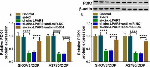 Figure 8. Circ-LPAR3 and miR-634 regulated PDK1 expression. SKOV3/DDP and A2780/DDP cells were transfected with si-circ-LPAR3 and anti-miR-634. The PDK1 mRNA and protein expression was detected by qRT-PCR (a) and WB analysis (b). ****P < 0.0001.