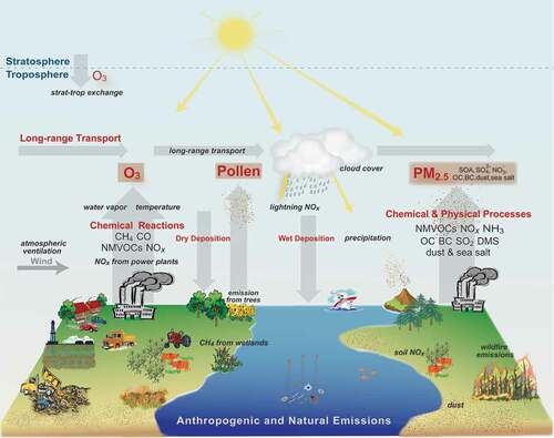 Figure 2. Figure illustrates some of the interactions between climate, weather, human activities, and natural processes that can influence the production, removal, and transport of three key contributors to poor air quality—ground level ozone, PM2.5, and pollen. See Fiore et al. Citation2015 for details on these interactions. Source: Adapted from Fiore et al. Citation2015. © Owned by the Air & Waste Management Association, reprinted by permission of Informa UK Limited, trading as Taylor & Francis Group, www.tandfonline.com on behalf of the Air & Waste Management Association, www.awma.org