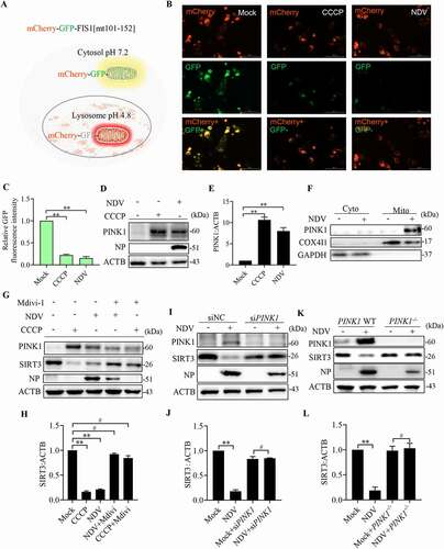 Figure 7. NDV induces SIRT3 degradation via PINK1-PRKN-dependent selective mitophagy. (A) Diagram of tandem-tagged mCherry-GFP-FIS1 based mitophagy assay. (B) HeLa cells expressing the mCherry-GFP-FIS based mitophagy assay reporter were treated with NDV for 18 h or CCCP for 6 h. Cells were fixed and subjected to immunofluorescence analysis to detect mitochondrial fluorescence (red and green). (C) Quantification of GFP fluorescence intensity. (D) A549 cells were treated with NDV for 18 h or CCCP for 6 h. PINK1 and ACTB protein levels were determined via western blot. (E) Quantification of PINK1:ACTB ratio. (F) Cytoplasm and mitochondria were separated and purified. After purification, COX4I1, PINK1, and GAPDH protein levels were determined via western blot. (G) A549 cells were mock treated or infected with NDV (MOI = 1) or treated with CCCP for the final 6 h and added in the presence or absence of the mitophagy inhibitor, mdivi-1. NP, PINK1, SIRT3, and ACTB protein levels were determined via western blot and quantification of SIRT3. (I and J) A549 cells were transfected with PINK1 siRNA or siNC. NP, PINK1, SIRT3, and ACTB protein levels were determined via western blot and quantification of SIRT3. (K and L) PINK1 WT or PINK1−/− of HeLa cells were infected at MOI = 1 or treated with mock infection. NP, PINK1, SIRT3, and ACTB protein levels were determined via western blot and quantification of SIRT3. Data are mean ± SEM, all data are from three independent experiments, * p < 0.05, ** p < 0.01, # p > 0.05.