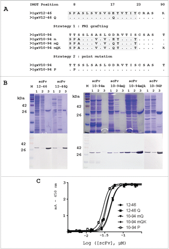 Figure 1. Design, production and purification of the scFv mutants and functional analysis of the interaction with the PpL by ELISA. (A) Mutations performed on the IGKV12-46 and IGKV10-94 light variable domain. (B) SDS-PAGE stained with Coomassie brilliant blue and Western blot revealed using the anti-flag monoclonal antibody MRC-OX74. Lane M : molecular mass standards (315, 250, 180, 140, 95, 72, 55, 42, 26 17, 10 and 4.6 kDa); lane 1: periplasmic fraction of induced bacteria loaded onto PpL-agarose; lane 2: PpL-agarose column flow-through fraction; lane 3: PpL-agarose column eluted fraction. (C) scFvs were directly immobilized on the plates. The calibrated scFv preparations were then detected using PpL–HRP conjugate.