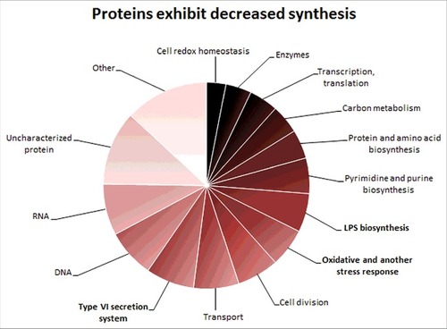 Figure 3. Proteins exhibiting decreased synthesis. Diagram shows groups of proteins with reduced synthesis in hupB null mutant that were detected in iTRAQ analysis. The number of these proteins is indicated in the brackets. Associated with: RNA (16), DNA (15), Type VI secretion system (15), transport (14), cell division (13), oxidative and another stress response (12), LPS biosynthesis (12), pyrimidine and purine biosynthesis (11), protein and amino acid biosynthesis (9), carbon metabolism (9), transcription and translation (9), enzymes (8), cell redox homeostasis (6) and other [FeS cluster assembly (6), tryptofan biosynthesis (5), panthothenate biosysnthesis (3), vitamin B (3), glycerol metabolism (3), pilus assembly (3), kinases (2), antibiotic response (1)].