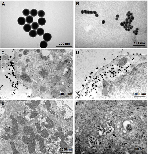 Figure 9 TEM images showing the morphology of SiNPs and their endocytosis by cultured neonatal mice ventricular myocytes. (A and B) TEM images of SiNP-100 and SiNP-20 in culture medium. (C) cells exposing to SiNP-100 for 10 min, SiNP-100 located at the extracellular space (arrow), and no endocytosis was observed. (D) cells exposing to SiNP-100 for 1 h, substantial amounts of SiNP-100 were observed inside the cell (arrow). (E) cell exposing to SiNP-20 for 10 min, no SiNP-20 endocytosis was observed. (F) cell exposing to SiNP-20 for 1 h, SiNP-20 was endocytosed and located mainly inside vesicles (arrows).