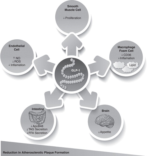 Figure 2. GLP-1-mediated regulation of atherogenesis. GLP-1 directly targets endothelial cells, smooth muscle cells and macrophages to potentially reduce atherosclerotic plaque development.