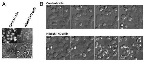 Figure 3. Hikeshi-mediated nuclear import is required to protect cells from heat shock damage. (A) siRNA-mediated Hikeshi knockdown inhibits the heat shock-induced nuclear accumulation of Hsp70s in living cells. (B) siRNA-mediated Hikeshi knockdown significantly reduces the cell viability after release from heat shock stress. Time course experiments show that the Hikeshi-depleted cells start dying several hours after the release from stress. T shows the time (hr) after the temperature shift-down to the physiological temperature. This effect of Hikeshi-depletion was rescued for about 50%, by expressing conventional basic NLS tagged Hsc70 just before the heat-shock treatment.