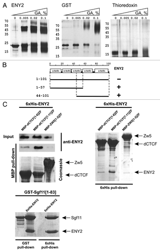 Figure 2. Tests for the interaction between ENY2 and dCTCF in vitro. (A) Cross-linking of ENY2 by incubation with increasing concentration of glutaraldehyde (GA). Proteins were separated in 5–12% gradient polyacrylamide gels and visualized by silver staining (for experimental details, see Materials and Methods). GST was used as a positive control of dimerization. Thioredoxin used as a negative control is shown presented as a monomer molecule. (B) ENY2 interacts with parts of ENY2 in the yeast two-hybrid assay. (C) ENY2 interacts with zinc fingers 7–11 of dCTCF in co-expression assay. Indicated MBP-fused zinc-finger domains were co-expressed with 6 × His-ENY2. The results of 6 × His (stained with Coomassie) and MBP (stained with Coomassie/anti-ENY2 antibodies) pull-down assays are shown. “Input” refers to bacterial lysate. For Sgf11–ENY2, the results of GST and 6 × His pull down assays stained with Coomassie are shown. Arrows indicate positions of MBP-fused zinc fingers of dCTCF or Zw5, GST-fused N-terminus of Sgf11, and 6 × His-ENY2. The zinc-finger domain of Zw5 protein (negative control) displayed no direct interaction with ENY2. The Sgf11 protein (positive control) interacted with ENY2.