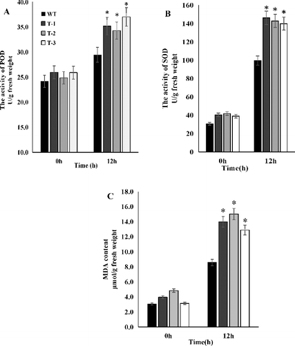 Figure 7. Activities of POD (A) and SOD (B) and MDA content (C) in transgenic and WT Arabidopsis plants under chilling–low irradiance stress.