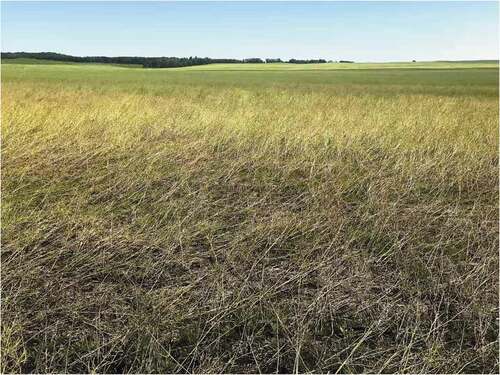 Fig. 2 Diseased canola plants; note lodging, yellowing and senescence in the crop