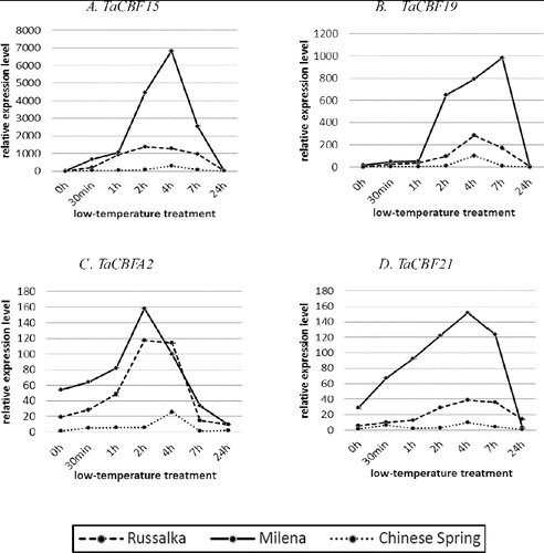 Figure 2. Quantitative RT-PCR expression analysis of TaCBF genes in highly tolerant winter cultivar Milena, susceptible winter cultivar Russalka and the frost sensitive spring cultivar CS. TaCBF15 (A); TaCBF19 (B); TaCBFA2 (C); TaCBF21 (D). Time points shown are 0 h (control condition at 22 °C); 30 min, 1 h, 2 h, 4 h, 7 h (LT stress at 2 °C); and 24 h (de-acclimation).
