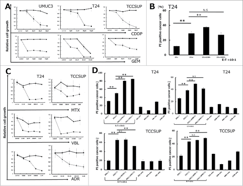 Figure 3. Pretreatment with anticancer agents synergistically enhanced human Vγ9Vδ2 T cell cytotoxicity against UBC cells along with ZOL pretreatment. (A and C) Growth inhibitory effects on UBC cells. Cells were pretreated with various concentrations of anticancer agents for 24 and 72 h. Solid line: 24 h; dashed line: 72 h. Data represent the mean ± SD of triplicate cultures. (B) Pretreatment with 5 μM gemcitabine for 24 h synergistically enhanced γδT cell cytotoxicity against T24 UBC cells along with ZOL pretreatment, whereas 5 μM cisplatin had no effect. Data represent the mean ± SD of triplicate wells. (D) Pretreatment with anticancer agents (MTX, VBL, ADR, and MMC) enhanced γδT cell cytotoxicity in combination with ZOL except in some cases. Although agents had minimal cytotoxicity at lower concentrations (MTX, VBL, ADR, and MMC at 100 nM) at 24 h, as determined by the WST-8 assay, pretreatment with these agents enhanced γδT cell cytotoxicity except in some cases (MMC pretreatment in T24, ADR in TCCSUP, MTX in TCCSUP, and VBL in TCCSUP). Statistical significance is displayed as ** for P < 0.01. N.S.: not significant.