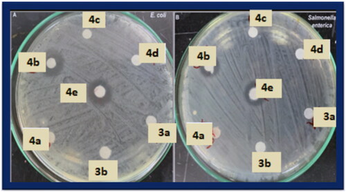 Figure 3. Positive antibacterial activity of compounds 4b and 4e against: (A) E. coli; and (B) Salmonella enterica.