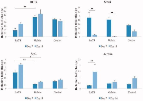 Figure 6. The relative fold change of Oct4, Stra8, Scp3 and Acrosin genes expression in spermatogonial cells that cultured in SACS, gelatin-coated plate and control groups. Notes: Values are mean ± SEM. *indicated statistically significant difference (p < .05), **indicated statistically significant difference (p < .01).