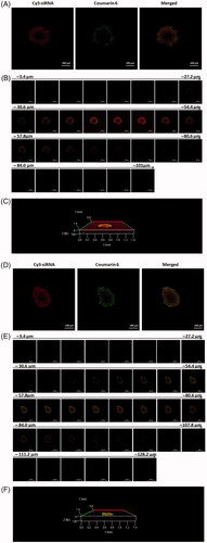 Figure 4. Penetration into 3D HepG2 tumour spheroids after incubation with CMCS-modified Cy3-siRNA/coumarin-6 co-loaded liposomes for 5 h at pH 7.4 (A, B, C) and pH 6.5 (D, E, F). (A, D) Laser scanning confocal images of 3D HepG2 tumour spheroids. (B, E) Z-stack images were obtained from the top to the equatorial plane of tumour spheroids in 3.4 mm thickness; (C, F) 3D images of penetration into tumour spheroids.