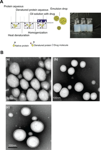 Figure 1 A) Scheme of the process for preparing protein-stabilized nanoemulsions and photographs of nanoemulsions. B) Transmission electron microphotography of food protein-stabilized nanoemulsions: soy protein isolate (SPI), whey protein isolate (WPI), and β-lactoglobulin (β-lg). The scale bar for all images represents 100 nm.