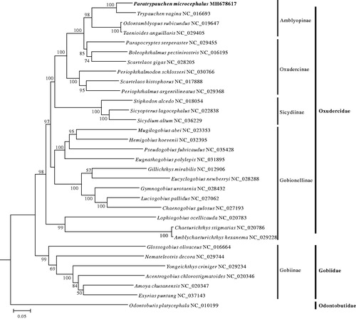 Figure 1. Maximum-likelihood phylogenetic tree was constructed based on first and second codon sequences of 13 protein-coding genes of 32 species. The number at each node is the bootstrap probability (only show ≥50%). The number after the species name is the GenBank accession number, and the bold species is studied in this research.