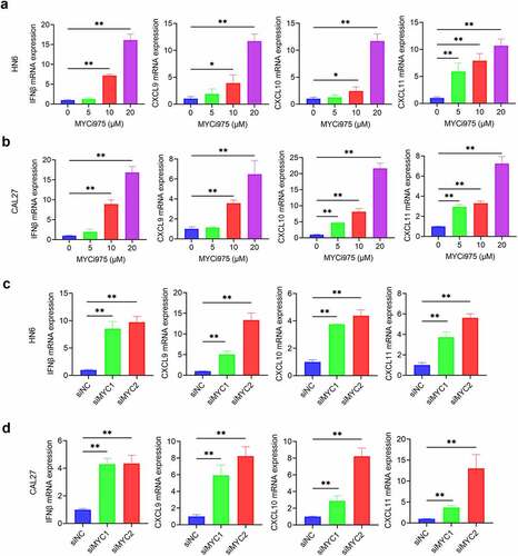 Figure 5. MYC inhibition induces expression of CD8+ T cell-attracting chemokines in HNSCC cells. (a-b) The mRNA expression of IFNβ, CXCL9, CXCL10, and CXCL11 in HN6 and CAL27 cells were induced by MYCi975. Means ± SD are shown. *P < .05 and **P < .01 by one-way ANOVA. (c-d) The mRNA expression of IFNβ, CXCL9, CXCL10, and CXCL11 in HN6 and CAL27 cells were induced by MYC knockdown. Means ± SD are shown. *P < .05 and **P < .01 by one-way ANOVA.