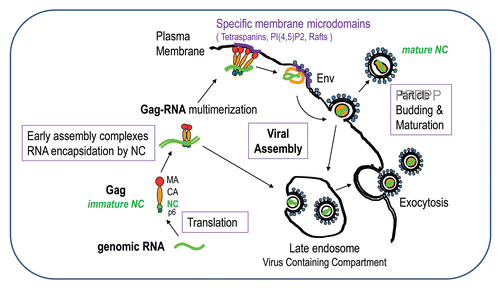 Figure 2 The late steps of retroviral particle formation: traffic, assembly and budding. The different stages of NC: immature NC in Gag and mature NC in the viral particle. Scheme of Gag-gRNA complexes trafficking within the cell and viral particle assembly and release. Upon export of the genomic RNA from the nucleus, the gRNA is translated into Gag and GagPol proteins that recruit the genome and traffic through the cytoplasm onto the assembly site et the plasma membrane; few Gag complexes with the viral genome anchor into the plasma membrane; Gag recognizes the PM phospholipids PI(4,5)P2 which triggers the anchoring of the myristate into the inner leaflet of the membrane, multimers of Gag thus accumulate at the assembly site which can be rafts or tetraspanins enriched microdomains and will serve as a plateform for particle budding; other cellular determinant can intervene to promote budding and particle release, such as the ESCRT machinery. Some preformed or formed virions can undergo endocytosis from the plasma membrane and create new virus-containing compartment (VVC) in the cell that could be released by exocytosis upon cellular signal. During release, the particle undergoes a maturation process due to the viral protease that cuts Gag and GagPol to specific sites which releases the structural proteins and enzymes in order to form the mature infectious particle, in which free NC proteins condensed on the genomic RNA inside the viral mature core. This phenomenon is a key determinant for particle morphogenesis and infectivity.