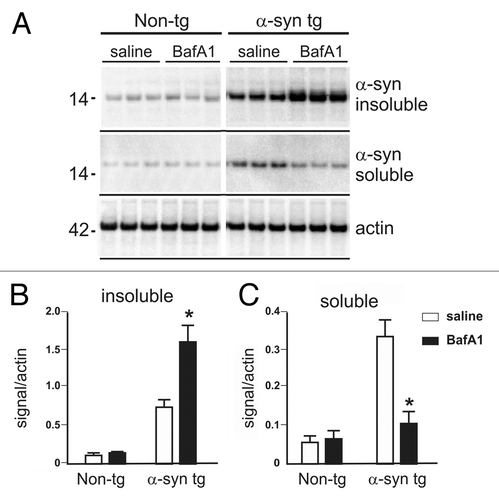 Figure 7. Detergent soluble and insoluble α-synuclein levels in BafA1 and rapamycin- treated transgenic and nontransgenic mice (A). The amount of detergent insoluble α-synuclein fraction was increased by BafA1 (B), to the expense of soluble α-synuclein levels (C). Significant changes are indicated as BafA1 treatment. (*) compared with vehicle treatment p < 0.05, Student’s t-test.