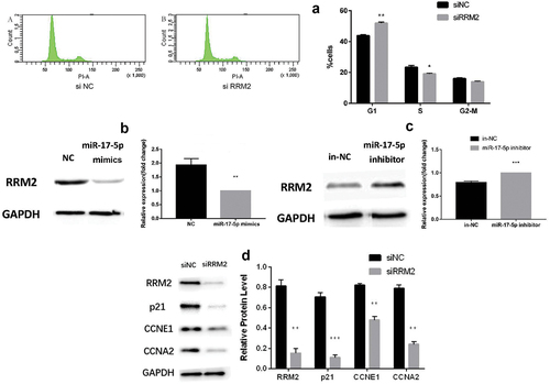 Figure 4. The cell cycle changes, the protein changes of RRM2, and cell cycle relative protein.