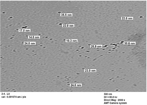 Figure 7 TEM image for selenium nanoparticles synthesized by using compound 2h at room temperature.Abbreviation: TEM, transmission electron microscope.