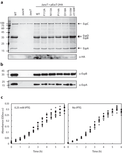 Figure 3. Mutations in the EscT Q2-belt have no effect on T3SS substrate gating. (A) Protein secretion profiles of WT EPEC, ΔescN, ΔescT, and ΔescT transformed with pEscTwt-2HA, EscTF112A-2HA, EscTN113A-2HA, EscTP114A-2HA, EscTD118A-2HA and pEscTS115W+I116W-2HA (upper panel). The secreted fractions were obtained using a protocol similar to that described in the legend to Figure 2. The expression of EscT-2HA variants was assessed by analyzing the bacterial pellets on SDS-PAGE, followed by western blot analysis with an anti-HA antibody (lower panel). (B) The secretion levels of the EspA and EspB translocators were determined by analyzing the bacterial supernatant by western blot analysis with anti-EspA and anti-EspB antibodies. (C) Growth curves of WT EPEC (○), ΔescN (■), ΔescT (●), and ΔescT transformed with plasmid-expressed EscT-2 HA WT (□), F112A mutation (▲), N113A mutation (Δ), P114A mutation (◆), D118A mutation (◇), and the double S115W and I116W mutation (˟). Bacteria were grown at 37°C in DMEM with 0.25 mM IPTG (left panel) or no IPTG (right panel). Optical density at 600 nm was determined every 30min