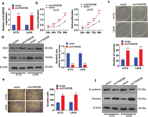 Figure 2. Up-regulation of circFAM53B intensified the malignant behaviors of glioma cells.