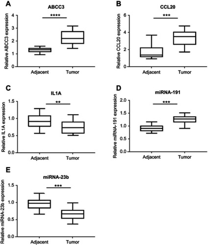 Figure 9 qRT-PCR validation of the expression of ABCC3, CCL20, IL1A, hsa-miR-191 and hsa-miR-23b in EAC patients (A–E).Notes: **P<0.01, ***P<0.001, ****P<0.0001.Abbreviations: EAC, esophageal adenocarcinoma; qRT-PCR, quantitative real-time PCR.