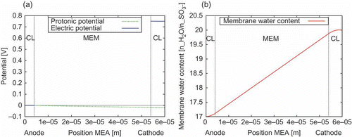 Figure 9. Conditions in the 1D membrane electrode assembly (MEA) model near the outlets of the 2D gas flow channels. (a) Potential distribution of the electronic and the protonic potential. The cathodic Dirichlet BC is set to 0.75 V. This results in a current density of 401.2 mA/cm. The overpotential due to membrane resistance is about 20 mV. (b) Distribution of the membrane water content . The protonic current density in the anode catalyst layer (CL) increases towards the membrane (MEM). The increasing electro-osmotic drag of water in the anode CL towards the membrane leads to the curvature of in the anode CL. In the cathode CL, the decreasing protonic current density and the electrochemically produced water are leading to a negative curvature of .